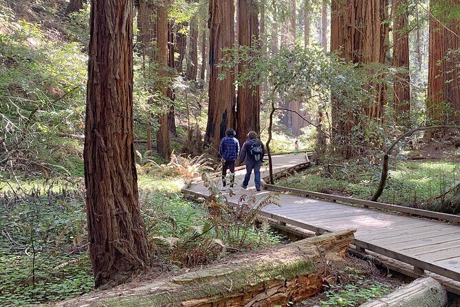 Private Muir Woods Tour Via Luxury Tesla - What Travelers Can Expect