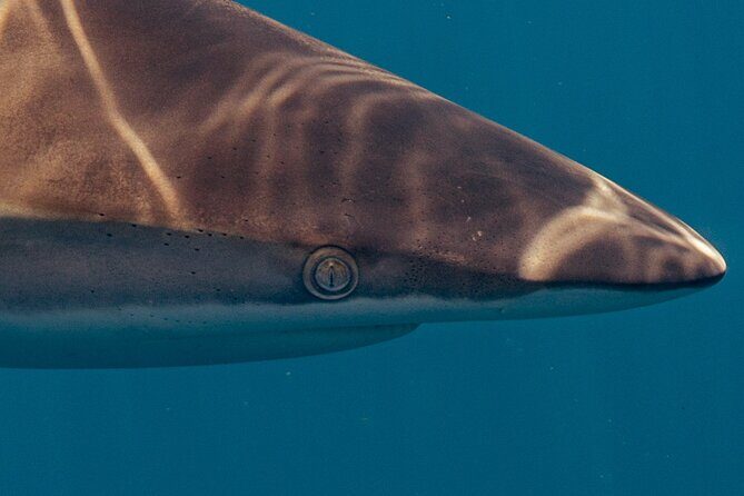 Private Ocean Seafari Swim with Wildlife in SJC - Pricing and Value