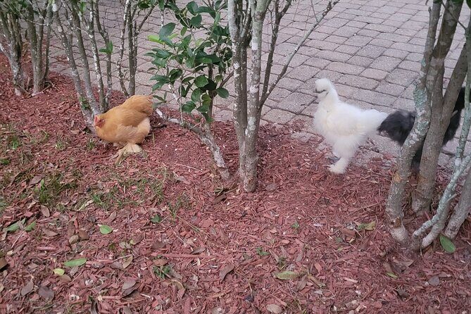 Private Rabbit and Chicken Petting Experience in Navarre - The Experience: What to Expect from Bunnychick Haven