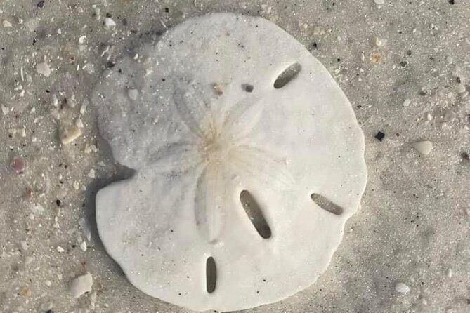 Private Shell Key Island Adventure Dolphins And Shells - Itinerary Breakdown: Detailed Look at Each Stop