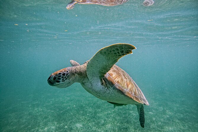 "Private Snorkeling with Turtles EN Akumal + Photos Included" - The Experience: What Makes It Special