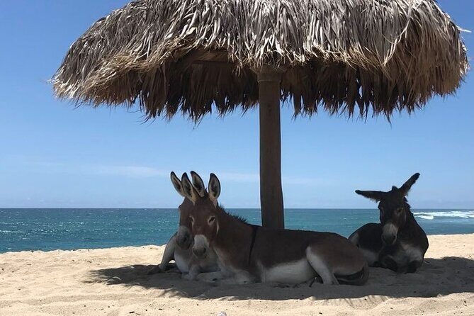 Private Surf Expedition in Baja, East Cape - Is This Tour Worth the Price?