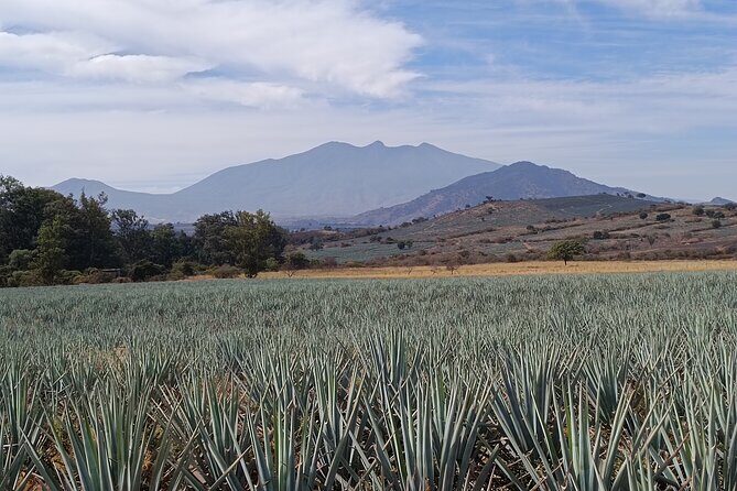PRIVATE Tequila Valleys Tour: Pyramids, Volcanoes, Agaves&Tequila - Exploring the Vibrant Town of Tequila, Jalisco