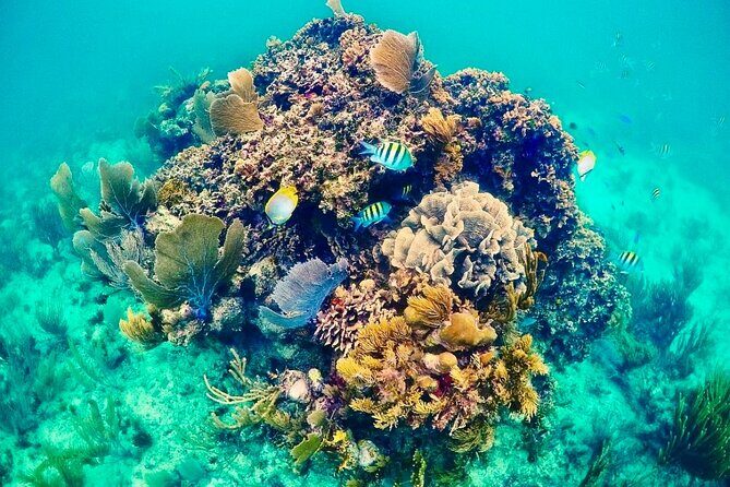 Private Tour Reefs and Corals Puerto Morelos Snorkel Lunch - Authenticity and Real Traveler Insights