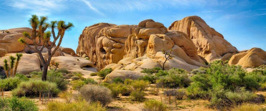 Private tour to Joshua Tree National park from Los Angeles - The Itinerary: What to Expect