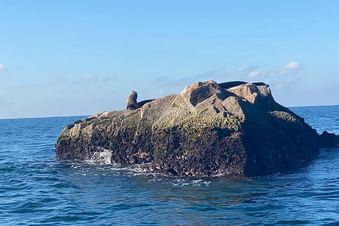 Private tour with sea lions and snorkeling - What Makes This Tour Stand Out?