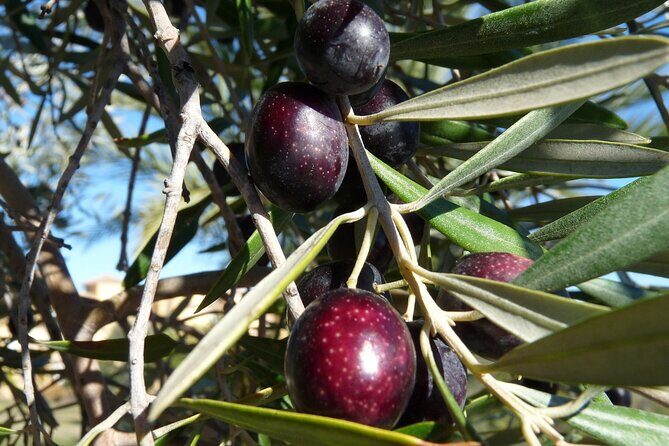 Private Traditional Olive Grove and Dragon Fruit Farm Tour - Practical Details and What They Mean for You