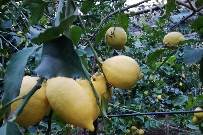 Private Transfer from Sorrento to Naples - Why Choose This Private Transfer?