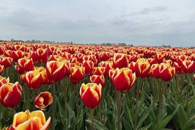 Private transfer Schiphol (AMS) to or from Rotterdam - Who Should Consider This Service?