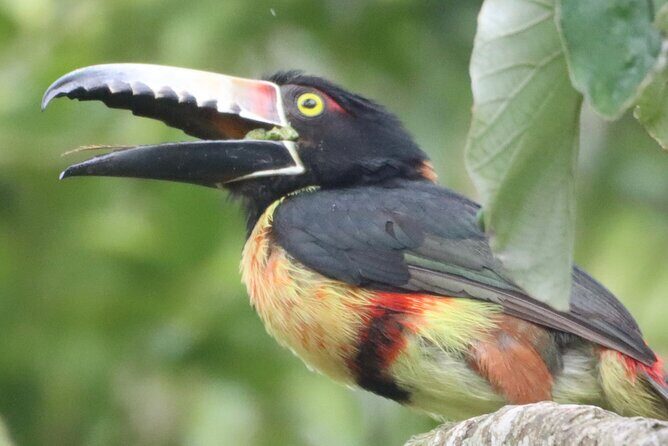 Private VW Beetle Tour to See Mexican Birds, Turtles & Monkeys - Authentic Encounters in Mexico’s Wildlife