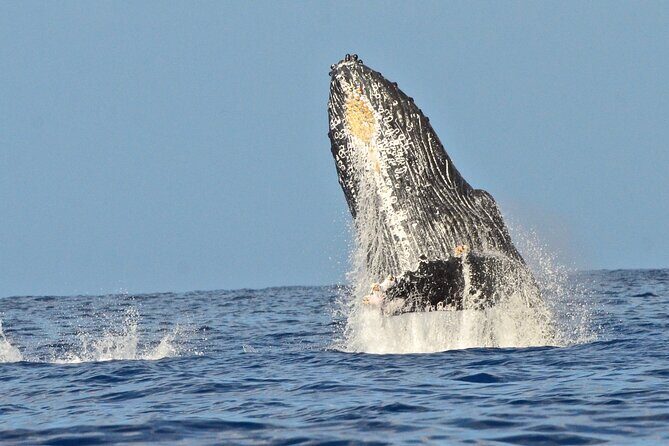 Private Whale Watch and Snorkel off Kaua'i - FAQ