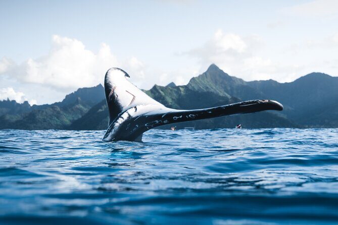 Private Whale Watching Activity - What You Can Expect from Your Whale Watching Adventure