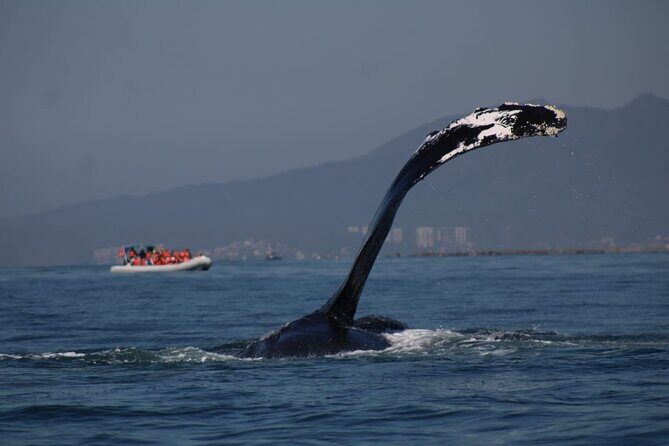Private whale watching in Puerto Vallarta for 3 Hours - Who Will Love This Tour?