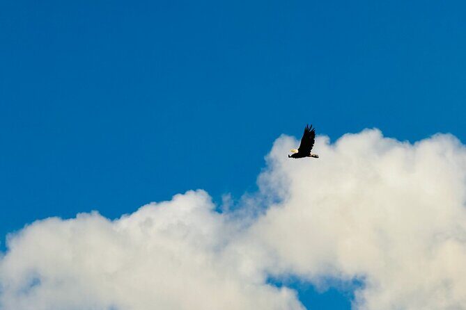 Private Whittier Cruise Transfer & Scenic Tour for Large Groups - The Itinerary Breakdown – What You’ll See and Do