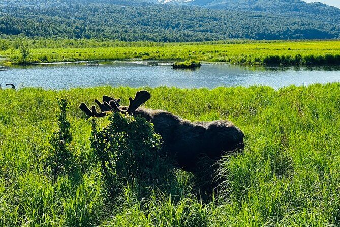 Private Wildlife, Glacier & Gold Panning (Panoramic Van Max 9) - Beluga Point: Scenic Overlook with Beluga Sightings
