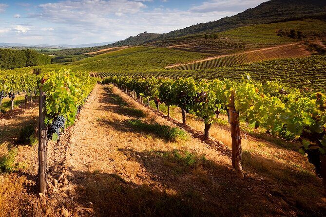 Private Wine and Local Flavors Tour from Palma de Mallorca - The Practicalities: What You Need to Know