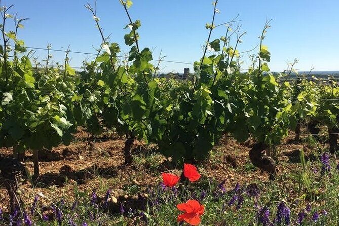 Private Wine Tasting Tour - Burgundy Uncorked!! - Key Points