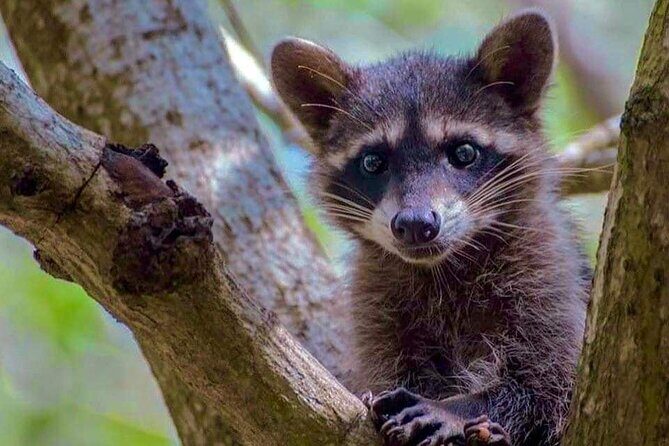 Progreso, Isla Columpios and El Corchito from Merida - Transportation and Group Size