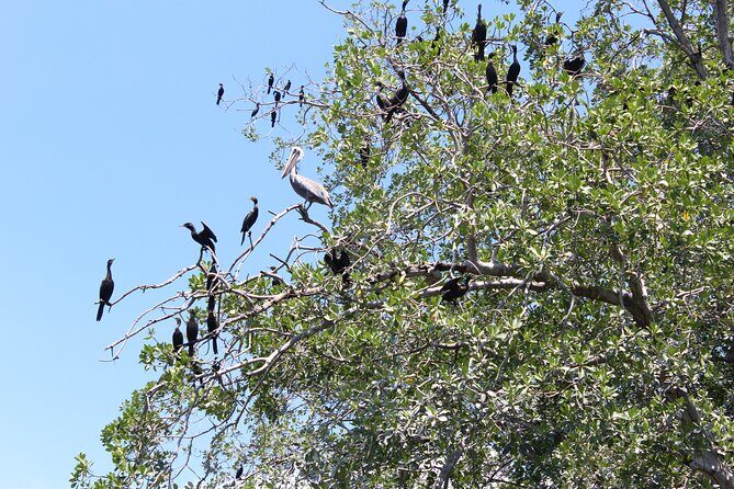 Puerto Escondido: Manialtepec Lagoon by Kayak - What’s Included and What’s Not