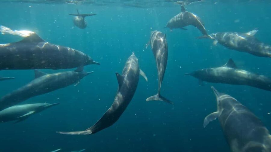Puerto Escondido: The Best Adventure for Dolphin Watching - Who Will Enjoy This Tour?