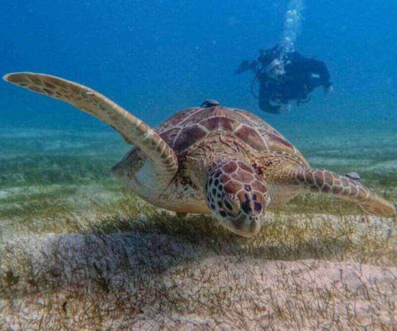 Puerto Morelos: Two Reef Dives for Certified Divers - The Dive Experience