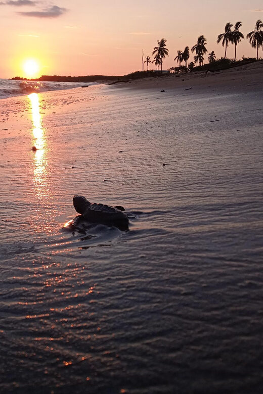 Puerto Vallarta: Baby Turtle Release in Conservation Area - The Key Points