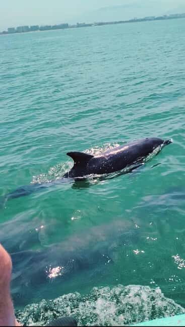 Puerto Vallarta: Swim and Paddle Board with Wild Dolphins - Why This Tour Offers Real Value