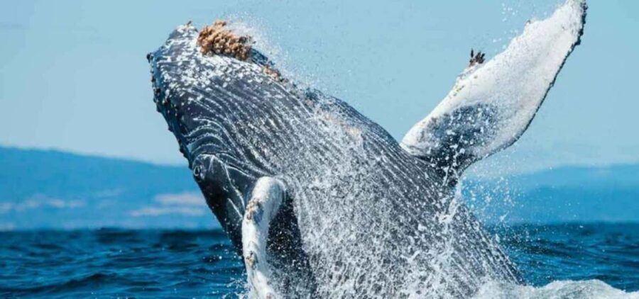 Puerto Vallarta: Whale Watching Adventure Tour - What to Expect on the Tour