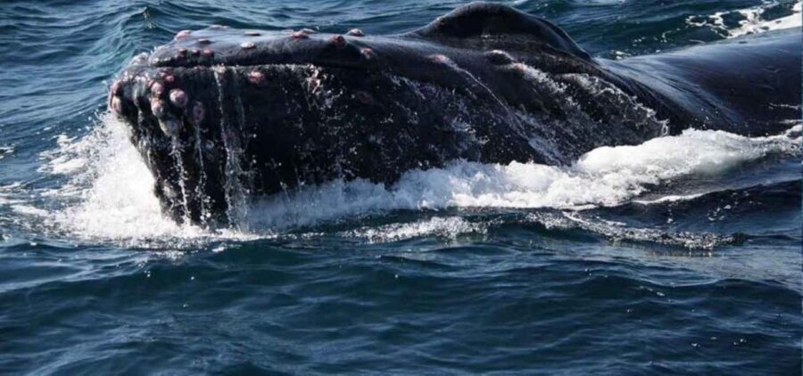 Puerto Vallarta: Whale Watching Beach Bay - A Closer Look at the Experience