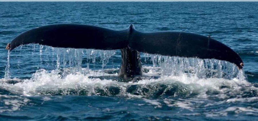 Puerto Vallarta: Whale Watching on Catamaran - The Itinerary in Detail