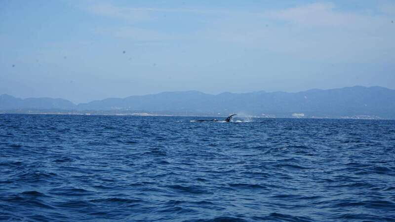 Puerto Vallarta: Whale Watching with Guide - The Value of the Experience