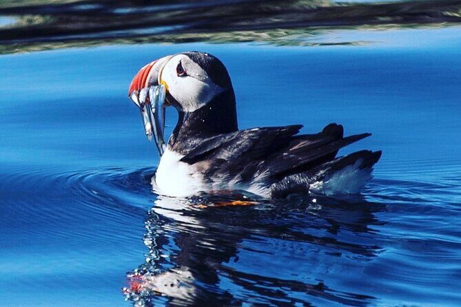 Puffin Express by RIB Speedboat from Reykjavík - Who Should Consider This Tour?