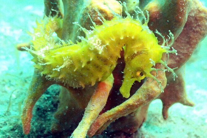 Pula Discover Scuba Diving Package - The Value and Practical Considerations