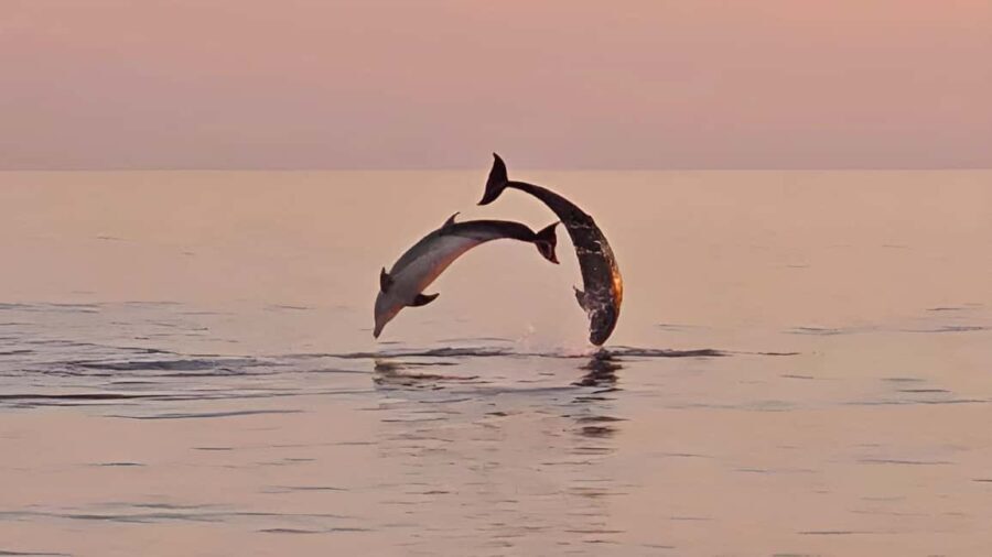 Pula: Dolphin Sunset Cruise to Brijuni with Dinner & Drinks - What to Expect on the Itinerary