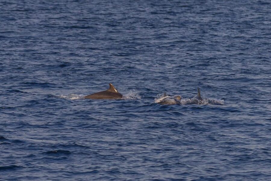 Pula: Dolphin Watching Sunset Cruise with Dinner & Drinks - Practical Details and Tips