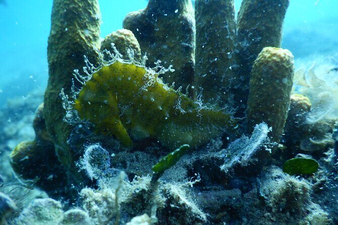 Pula PRIVATE Discover Scuba Diving - Who Would Love This Tour?