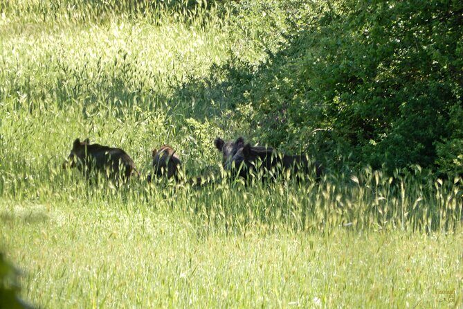Querceti di Quasano: excursion in the Alta Murgia National Park - Who Will Enjoy This Tour?