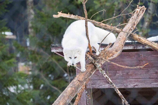 Ranua Wildlife Park Photography Tour - The Value of Professional Guidance