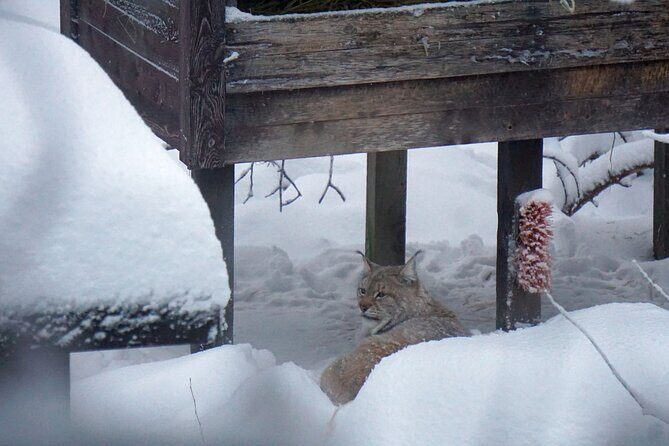 Ranua Zoo- Guided day tour from Rovaniemi - The Itinerary in Detail