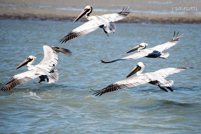 Red Boat Tours - Dolphin Odyssey and Sightseeing Tour - Wildlife Encounters and Marine Life
