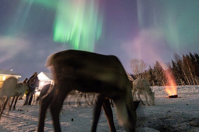 Reindeer Feeding and Sledding, Sami Storytelling Night Tour - Who Should Consider This Tour?