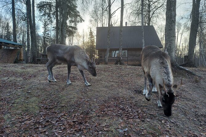 Reindeer Meet and Feed - Talkeetna - Who Would Enjoy This Tour?