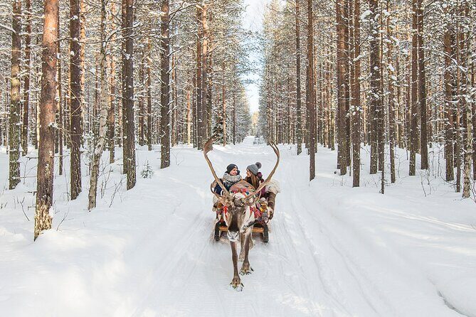 Reindeer Safari in Arctic Wilderness - What to Expect on the Reindeer Safari