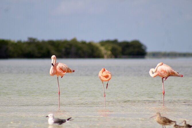 Rio Lagartos+Coloradas Tourist Collective (Lake Rosa)+Cenote - Why This Tour Offers Good Value