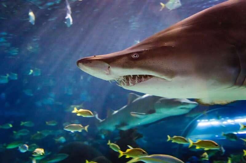 Ripley's Aquarium: Sharks After Dark Entry (After 5PM) - What to Expect During Your Evening Visit