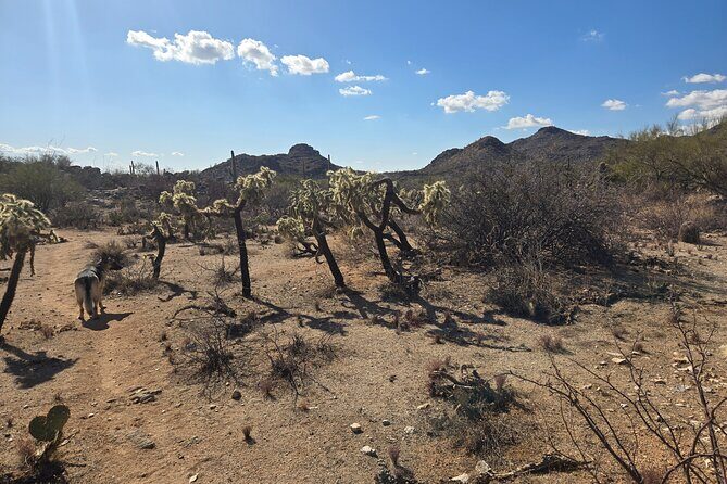 Ritz Dove Mountain and Totolita Hiking - Exploring the Sonoran Desert: What to Expect