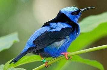 Riviera Maya: Puerto Morelos 4-Hour Bird Watching Tour - Key Points