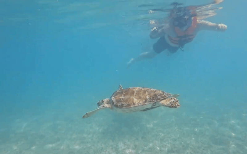 Riviera Maya: Tulum Ruins Tour, Turtle Swimming, Cenotes, and Lunch. - The Practicalities: What to Expect and What to Bring