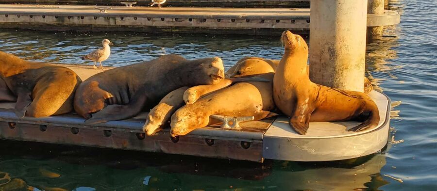 Romantic Boat Cruise with Wine & Cheese or Surprise Dinner - Who Is This Experience Best For?