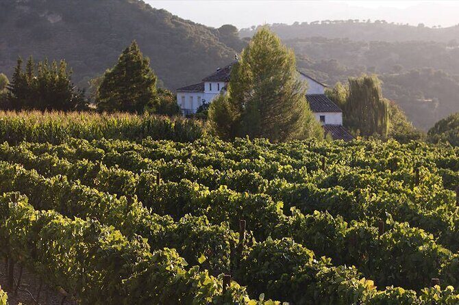 Ronda Organic Wine Tour from Marbella - Frequently Asked Questions